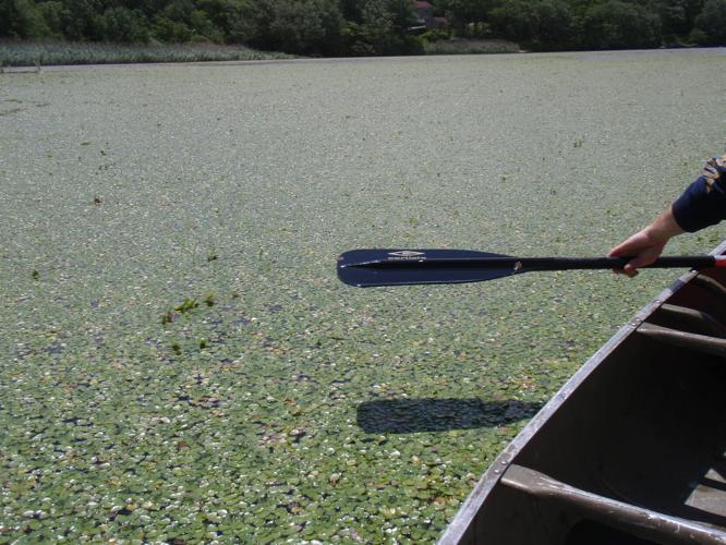 Chapman Pond management plan gets underway Westerly
