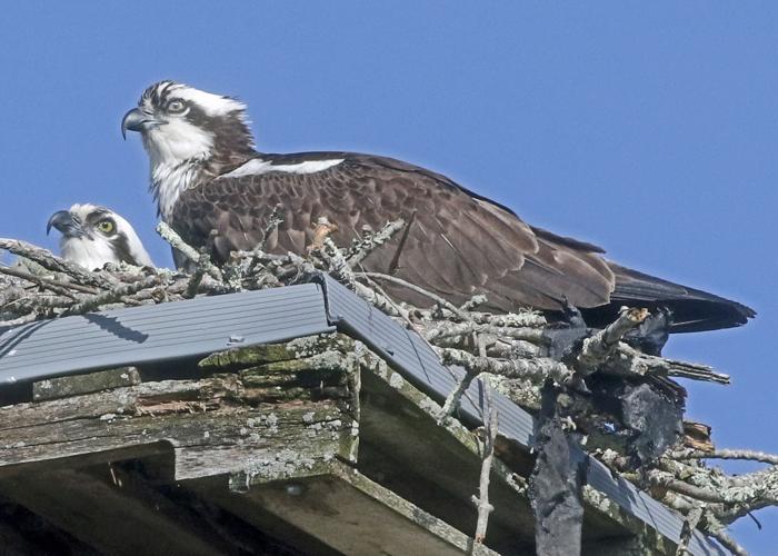 PHOTOS Ospreys making their nests Westerly