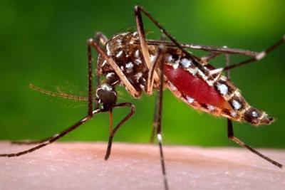 standing mosquito closeup