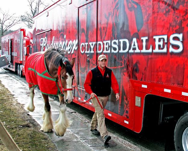 Famous Budweiser Clydesdales in residence at Seaport till Mystic Irish