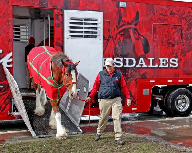 Famous Budweiser Clydesdales in residence at Seaport till Mystic Irish