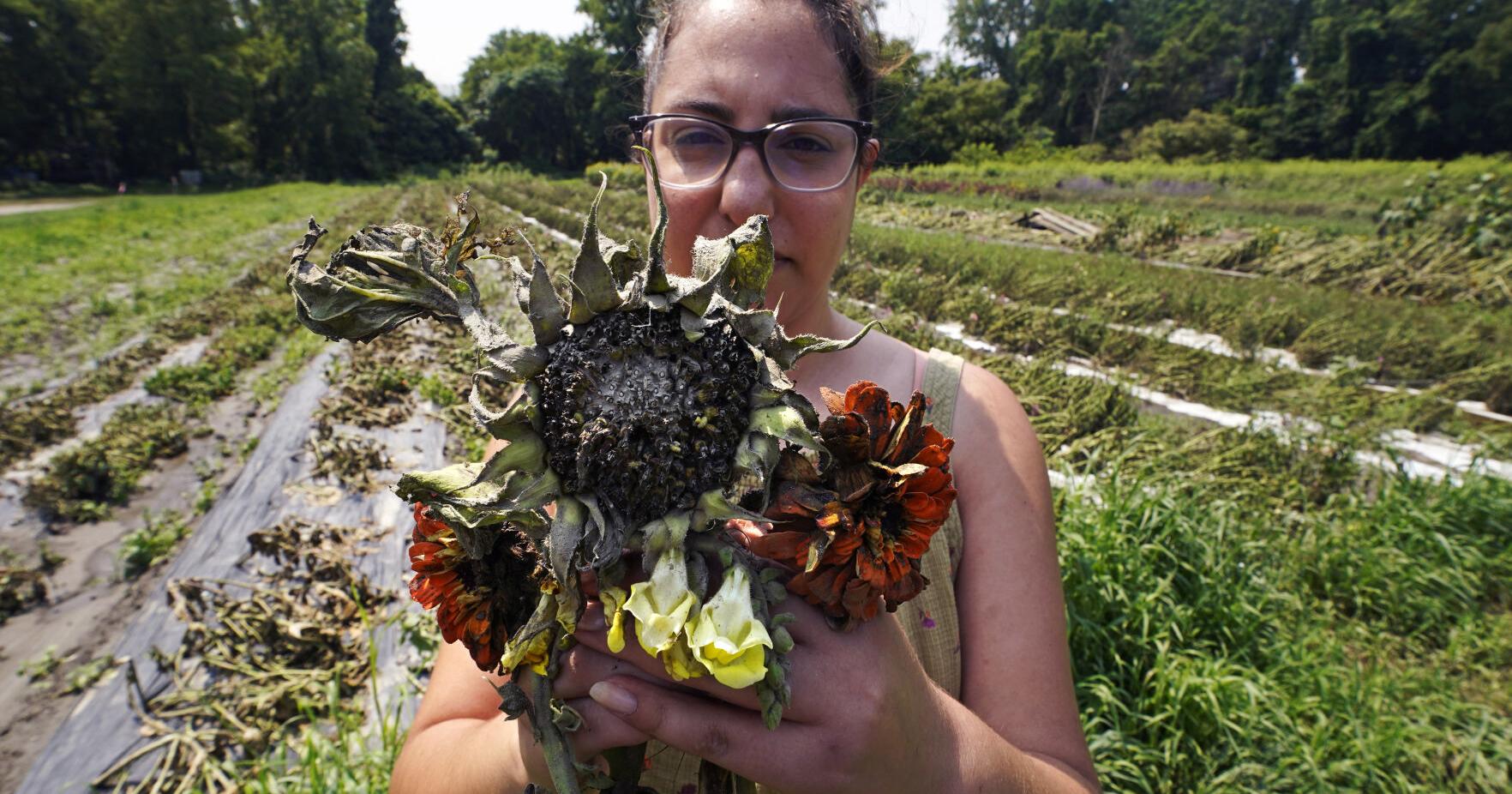 Northeast floods cause devastation for 'heartbroken' farmers | Westerly - Vimarsana News