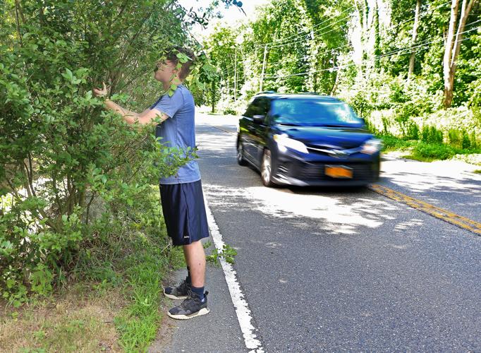 PHOTOS Extreme hedge trimming along Route 2 North Stonington
