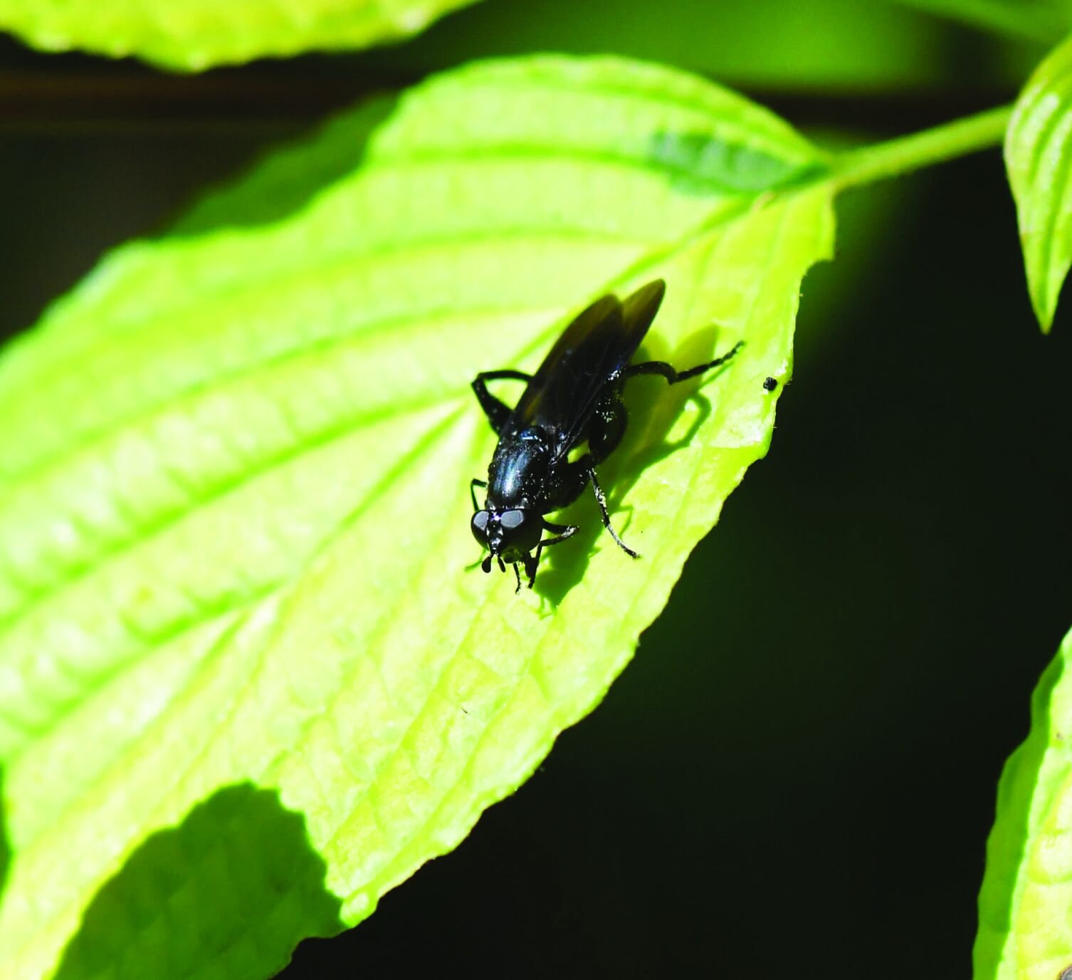 The Naturalist's Journal: Here's to the sodden and