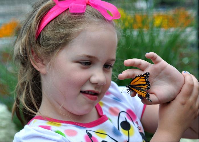 Wings and Wishes Butterfly Garden News