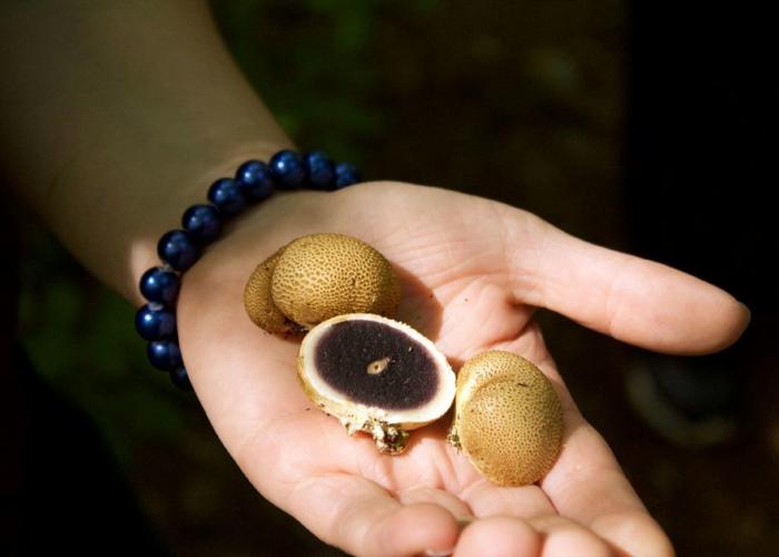 Mushroom Hunters: Wakefield pair is trying to keep ancient skill of mushroom foraging alive through the creation of new foundation