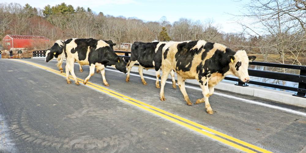 The Cows Can Finally Come Home Ceremony marks reopening of Boombridge Road bridge, reconnecting