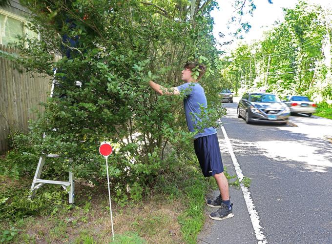 PHOTOS Extreme hedge trimming along Route 2 North Stonington