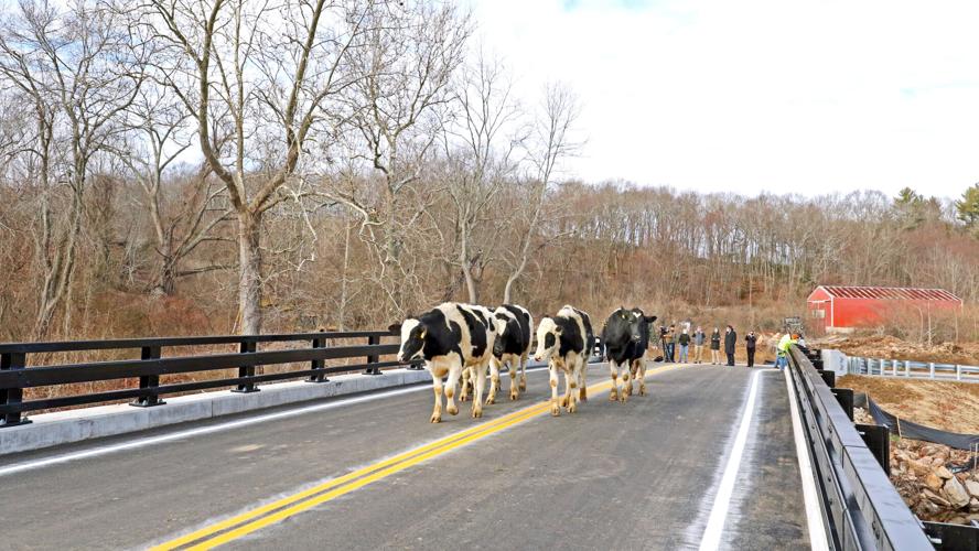 The Cows Can Finally Come Home Ceremony marks reopening of Boombridge Road bridge, reconnecting