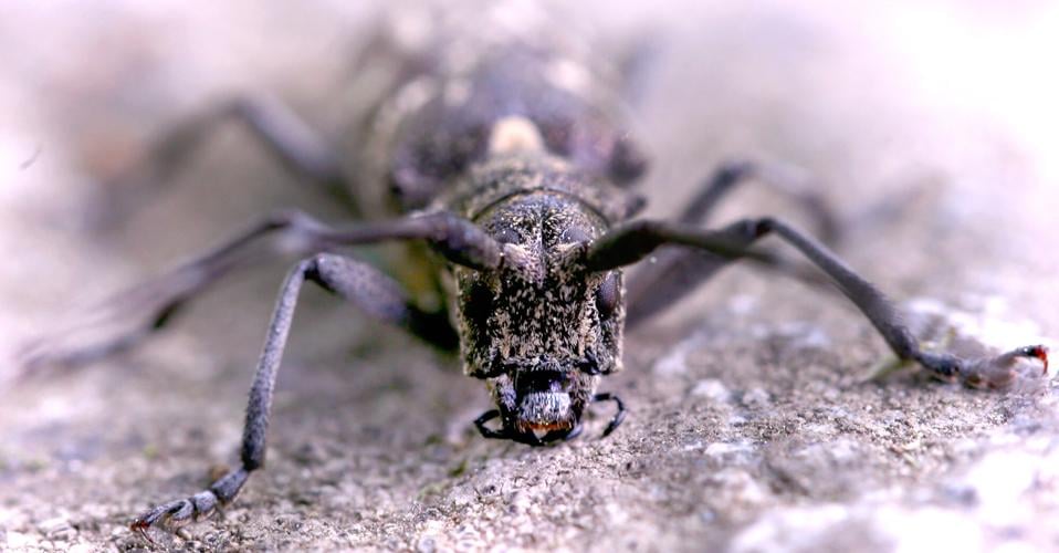 PHOTOS Facetoface with the whitespotted sawyer beetle North
