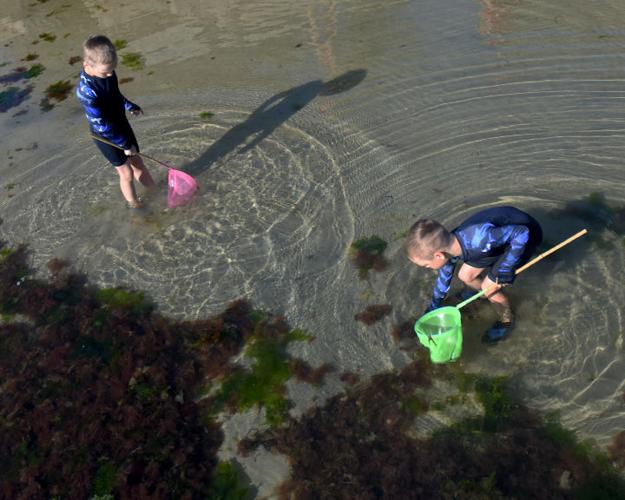PHOTOS Young crab catchers work the shallows of the Weekapaug
