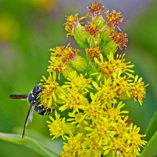 Pollinators Vip PHOTOS: Autumn pollinators | Westerly | thewesterlysun.com
