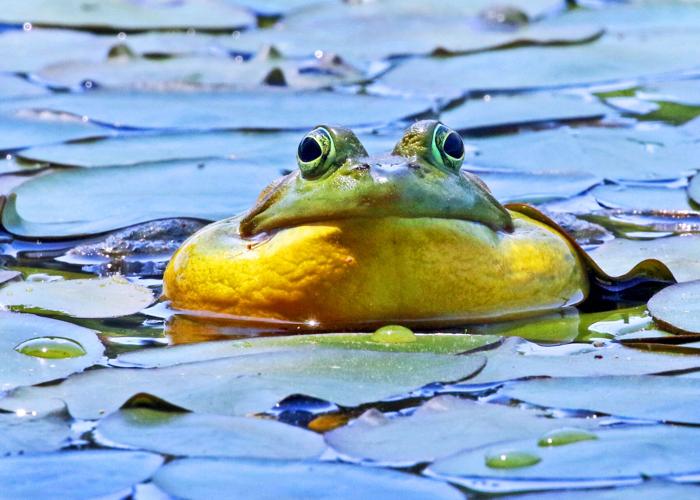 PHOTOS: Staredown with an American bullfrog | Photo Galleries ...