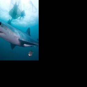 PBS docuseries dives into R.I.’s marine world – Westerly Sun