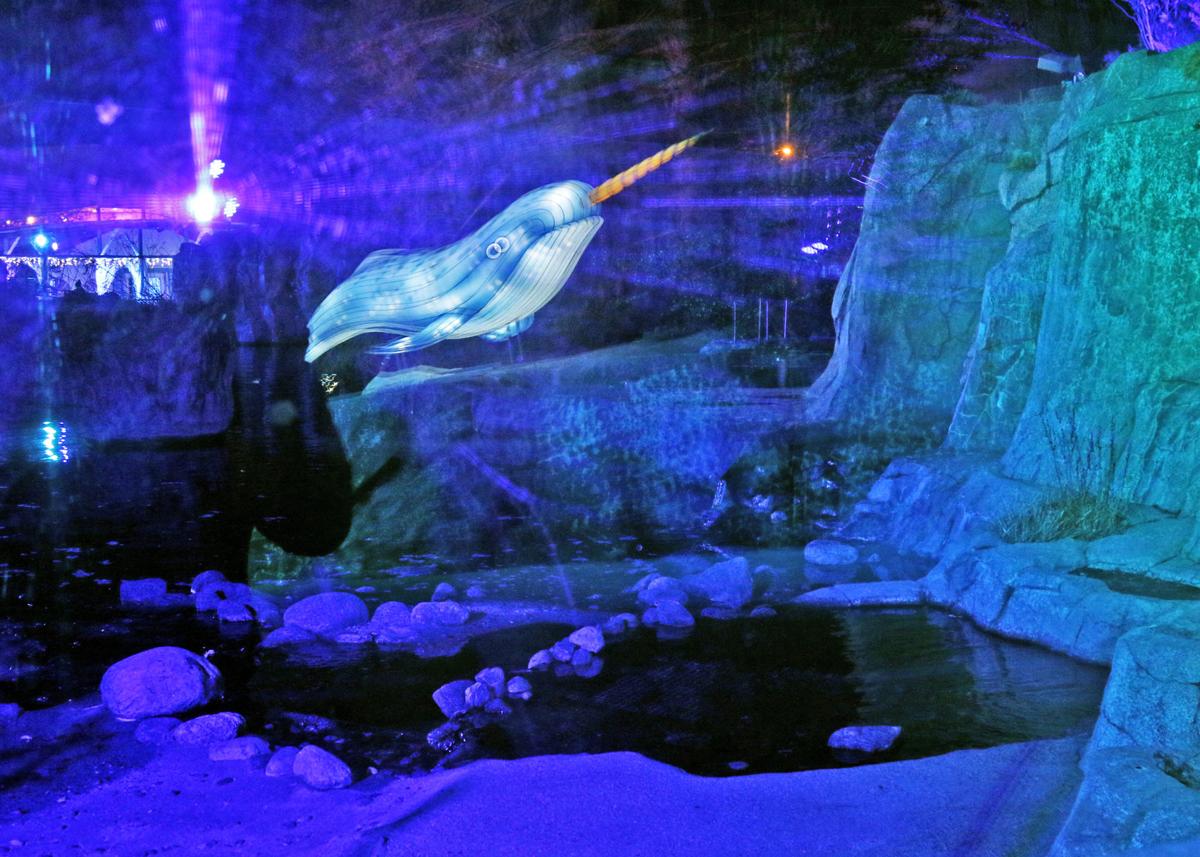 PHOTOS Northern Lights exhibit opens at the Mystic Aquarium
