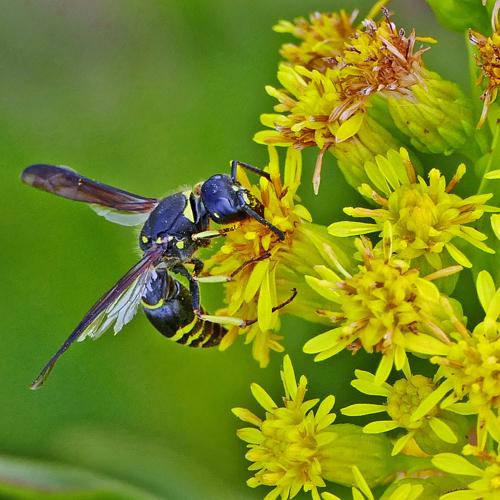 Pollinators Vip PHOTOS: Autumn pollinators | Westerly | thewesterlysun.com