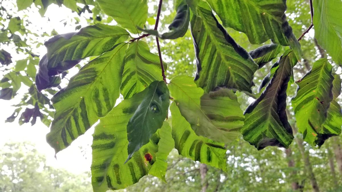 jellycat beech leaf