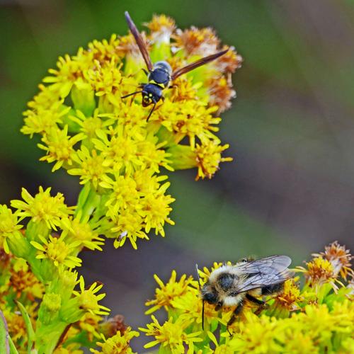 Pollinators Vip PHOTOS: Autumn pollinators | Westerly | thewesterlysun.com
