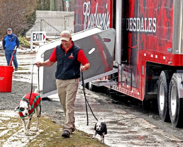 Famous Budweiser Clydesdales in residence at Seaport till Mystic Irish Parade Sunday Mystic
