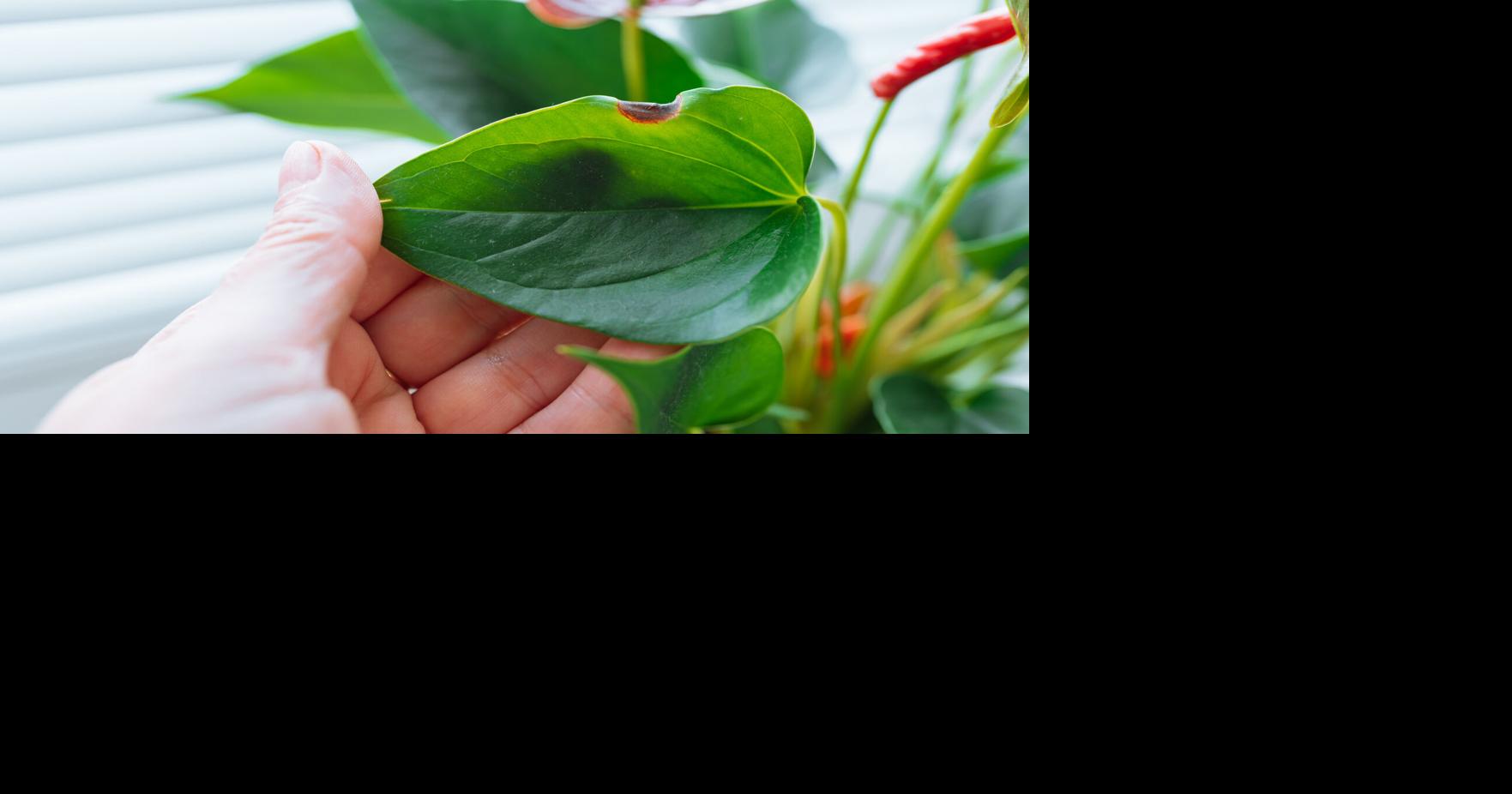 How green are your thumbs?