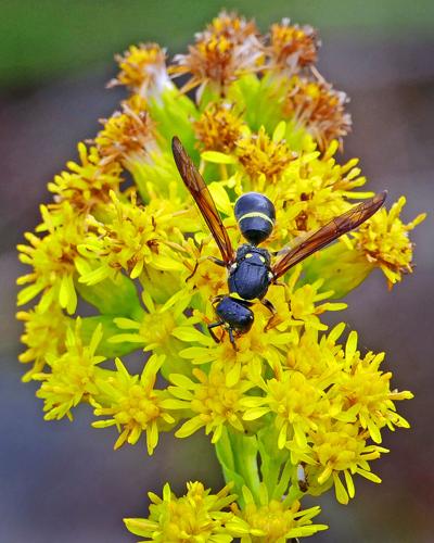 Pollinators Vip PHOTOS: Autumn pollinators | Westerly | thewesterlysun.com