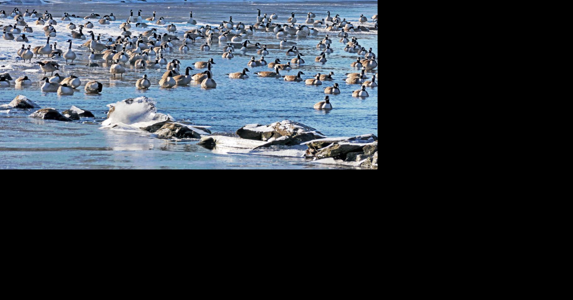 PHOTOS: Frozen Flock | Stonington | thewesterlysun.com