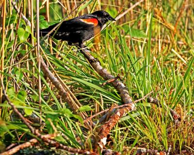 070419 STN Redwing Blackbird in Paffard Marsh 1031.JPG