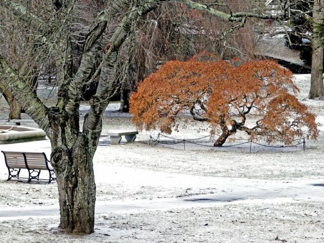 PHOTOS: Light snowfall throws a rusty tree into sharp relief | Westerly ...