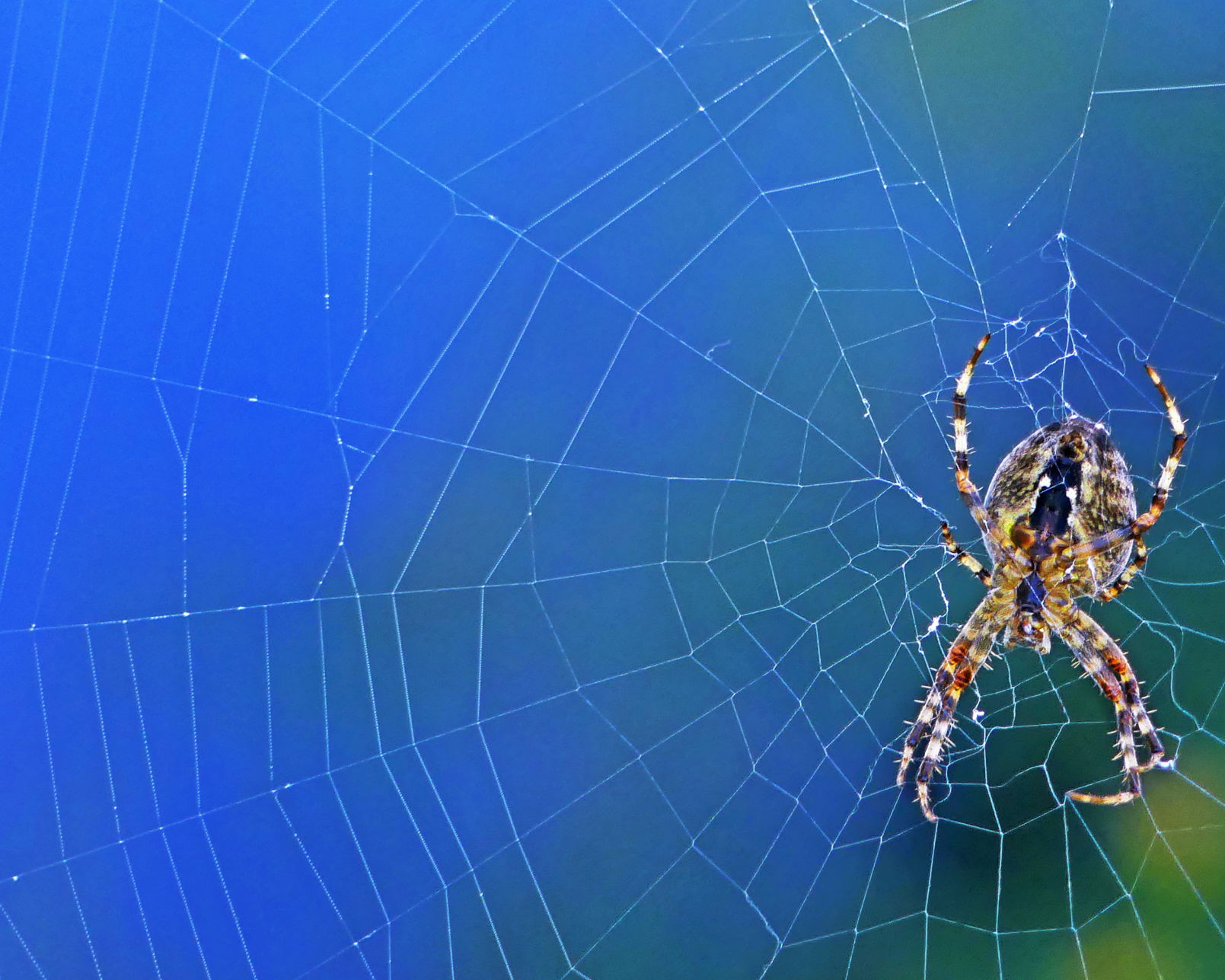 steps of synthetic spider web production