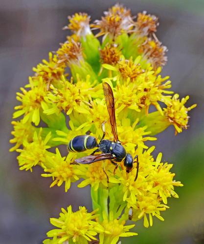 Pollinators Vip PHOTOS: Autumn pollinators | Westerly | thewesterlysun.com