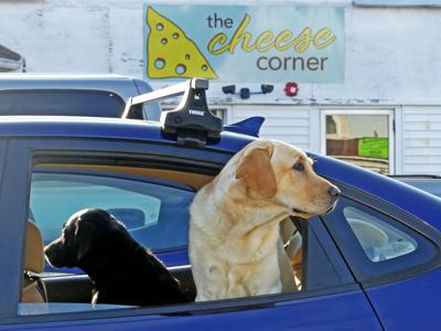Waiting dogs