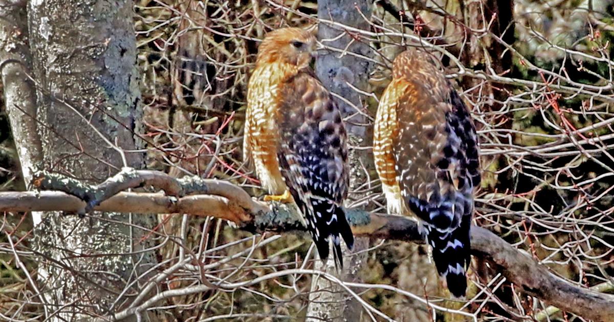 PHOTO: Mating season for hawks | Westerly | thewesterlysun.com
