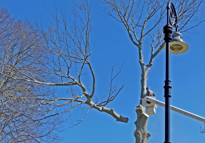 PHOTOS Timber! Centuryold copper beech tree, wracked with disease