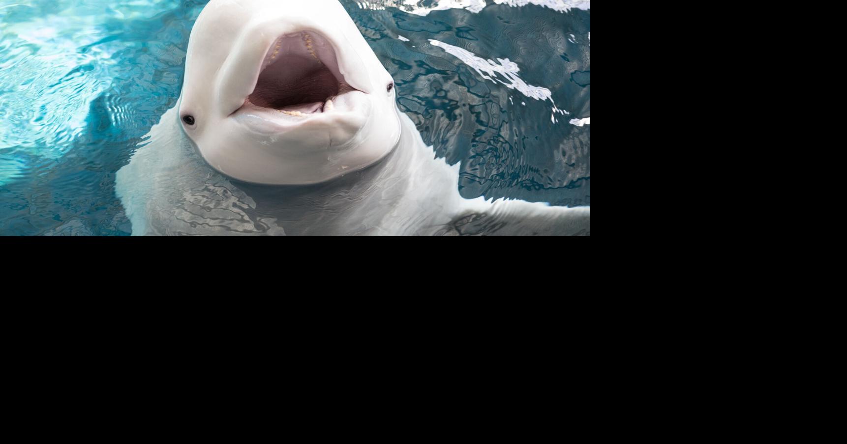 Mystic Aquarium welcomes beluga whale Nunavik