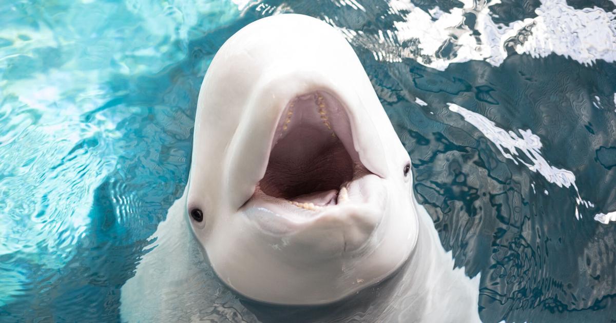 Mystic Aquarium welcomes beluga whale Nunavik