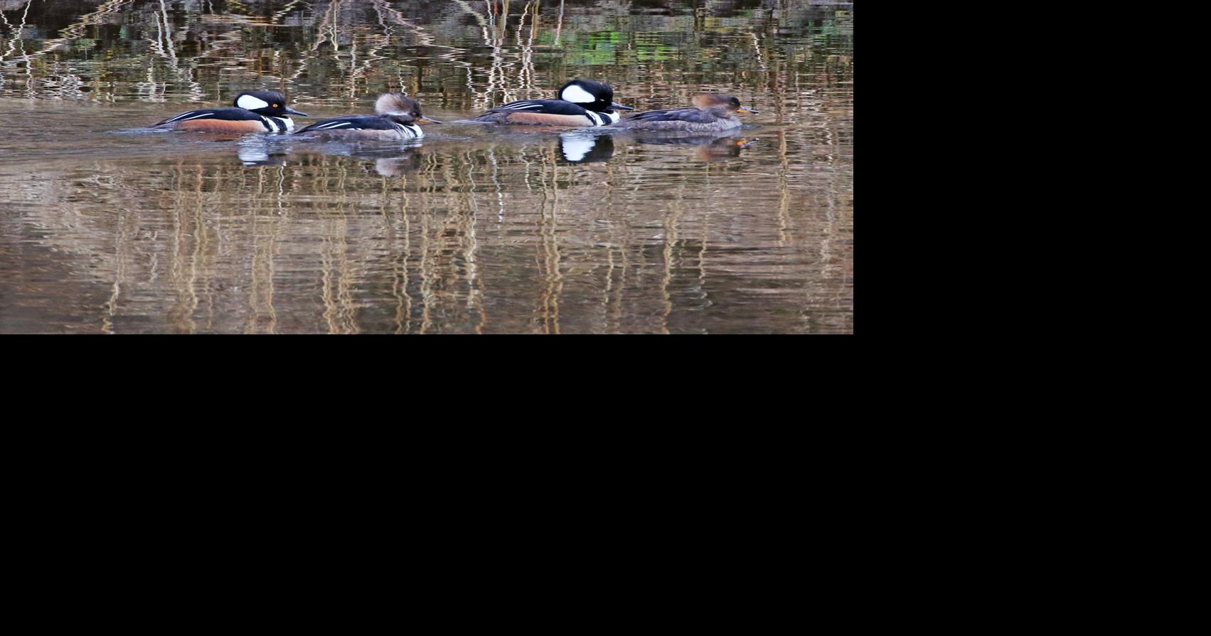 PHOTOS: Ducks all lined up in a row | Stonington | thewesterlysun.com
