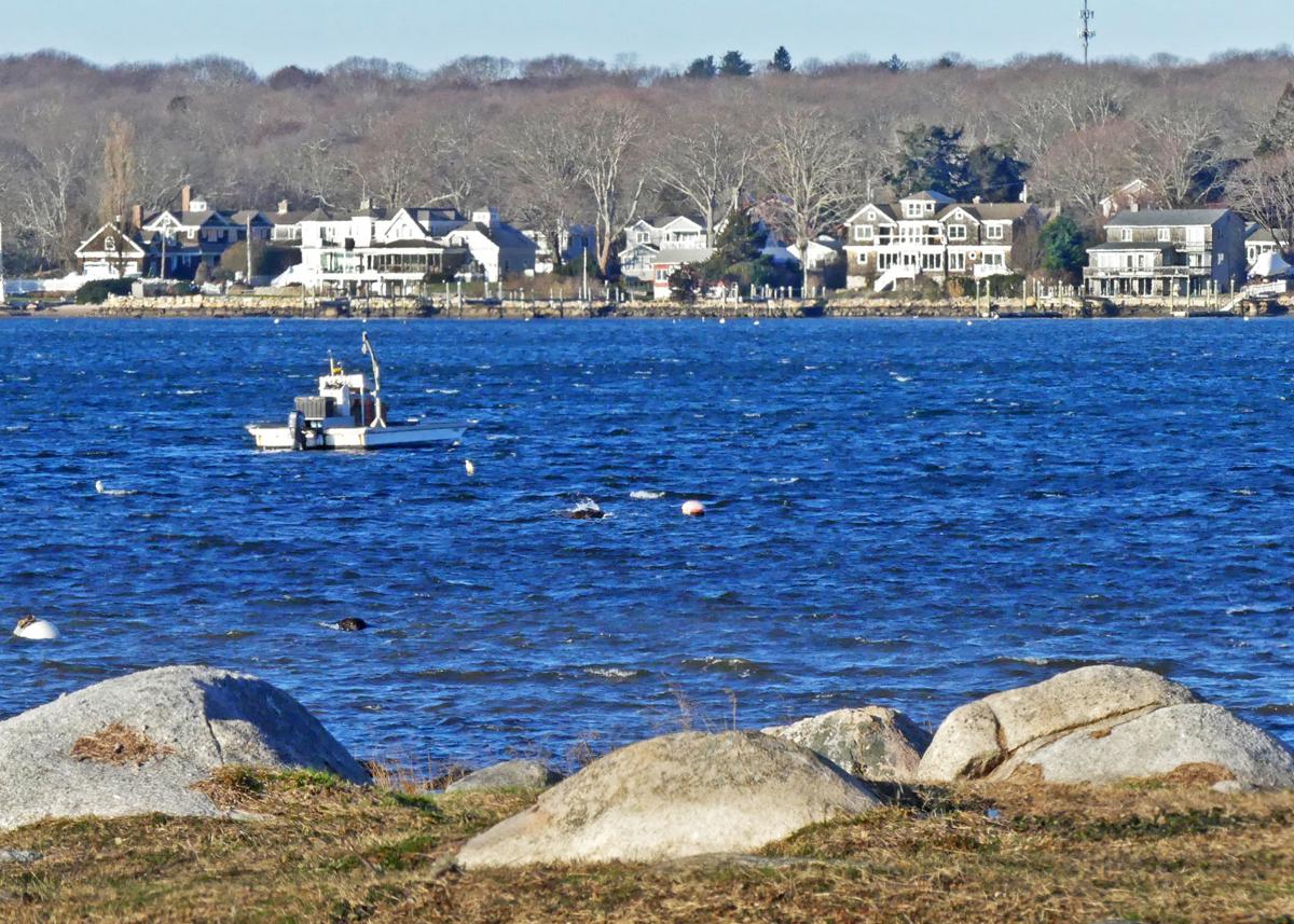 Charlestown's salt ponds are ecosystems in transition Dailynews