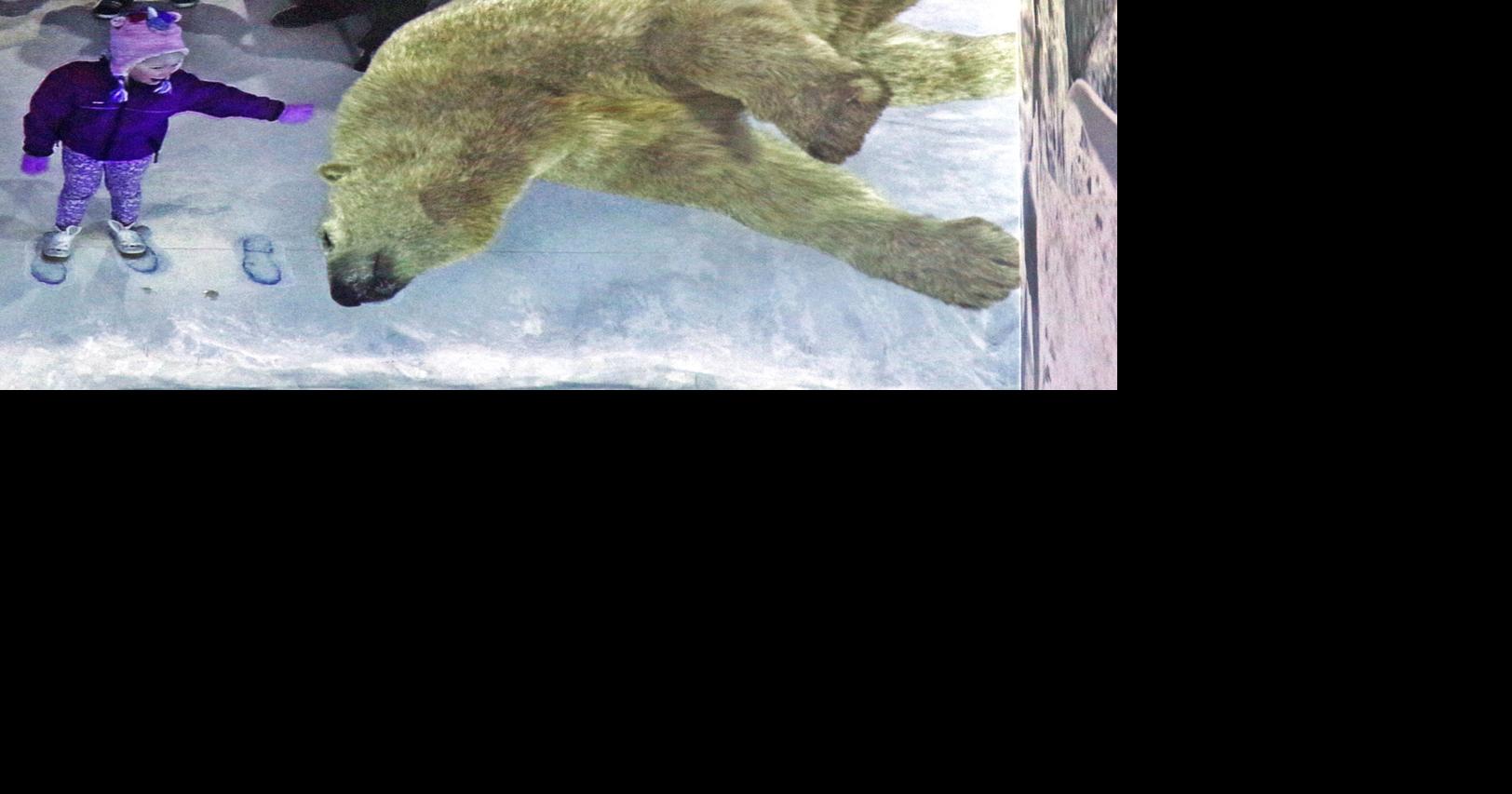 PHOTOS Northern Lights exhibit opens at the Mystic Aquarium News