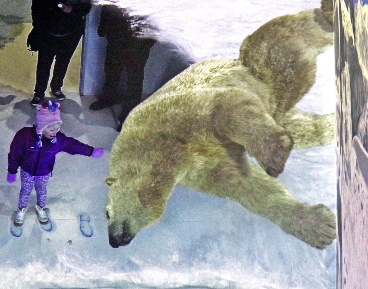 Photos Northern Lights Exhibit Opens At The Mystic Aquarium Stonington Thewesterlysun Com