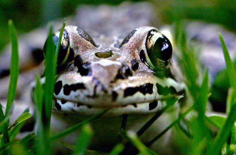 PHOTOS Hiding in the weeds with a pickerel frog North Stonington