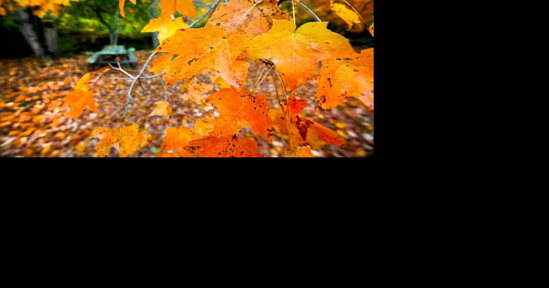 PHOTOS Autumn ablaze at Hewitt Farm in North Stonington North