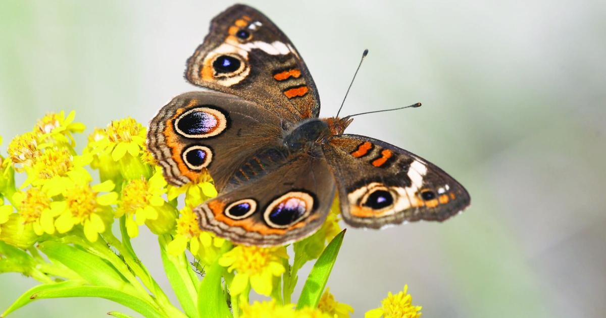 The Naturalist's Journal: Leave-taking with the “Other Migrants,” from Monarchs to Flower Flies