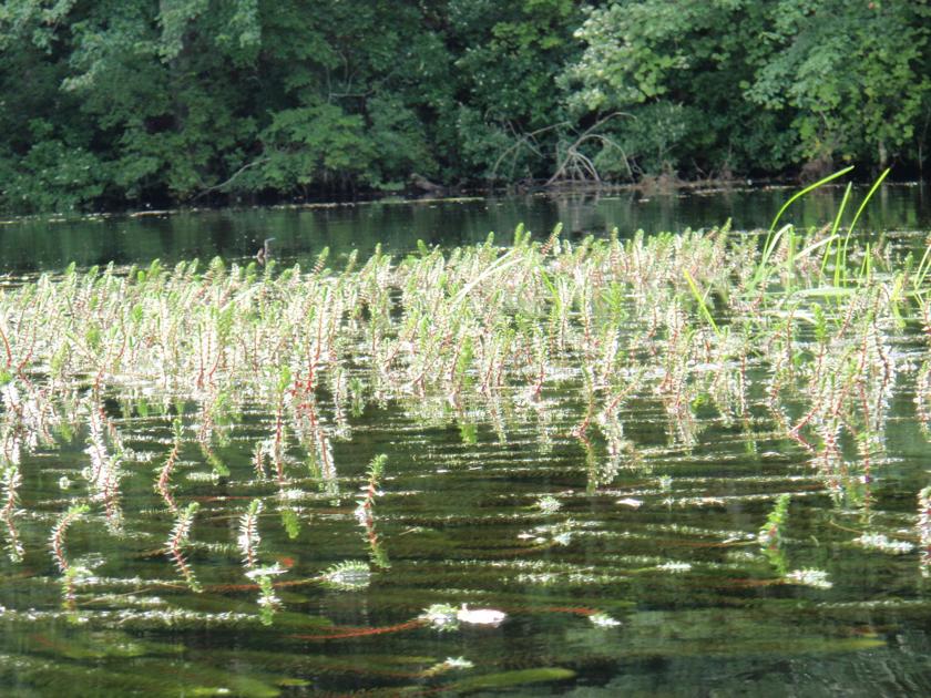 Rhode Island enacts tougher regulations to control freshwater invasive plants - The Westerly Sun