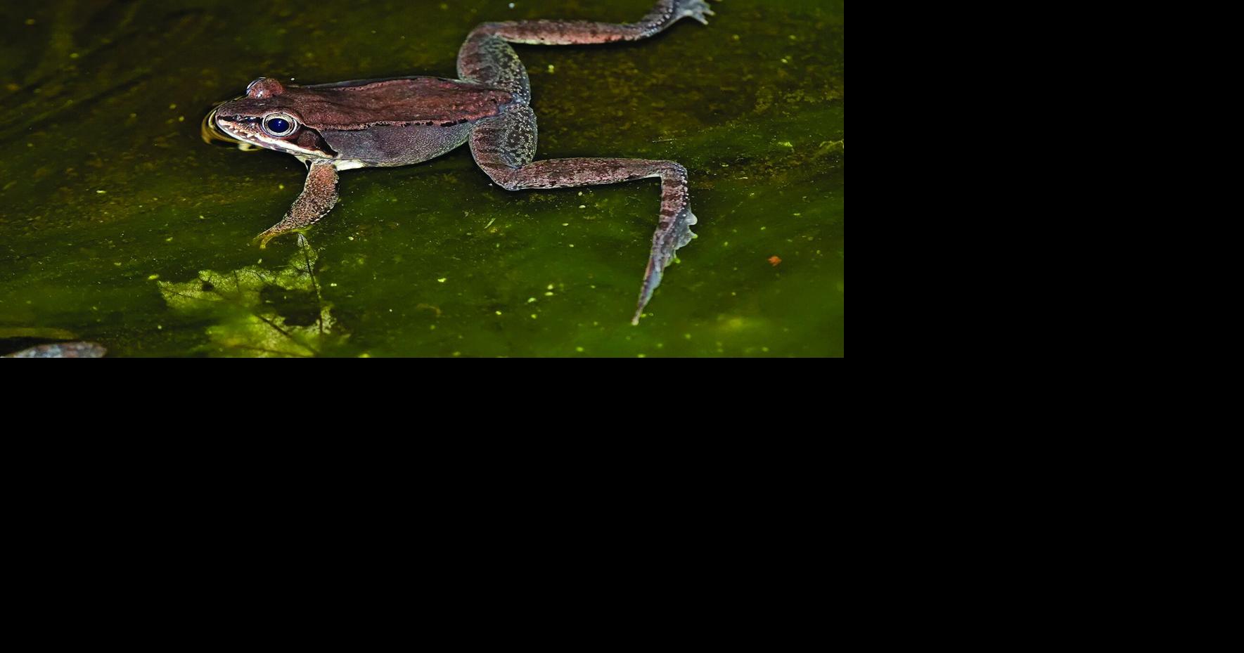 Frozen: The Naturalist ponders frogsicles and human folks on ice