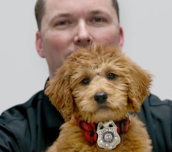 Hopkinton police introduce cuddly new K9 cop Richmond & Hopkinton