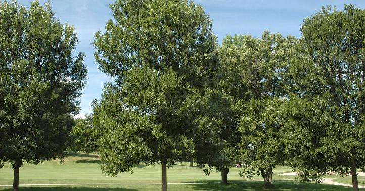 Blighted ash trees bring added costs, hazards to Connecticut ...