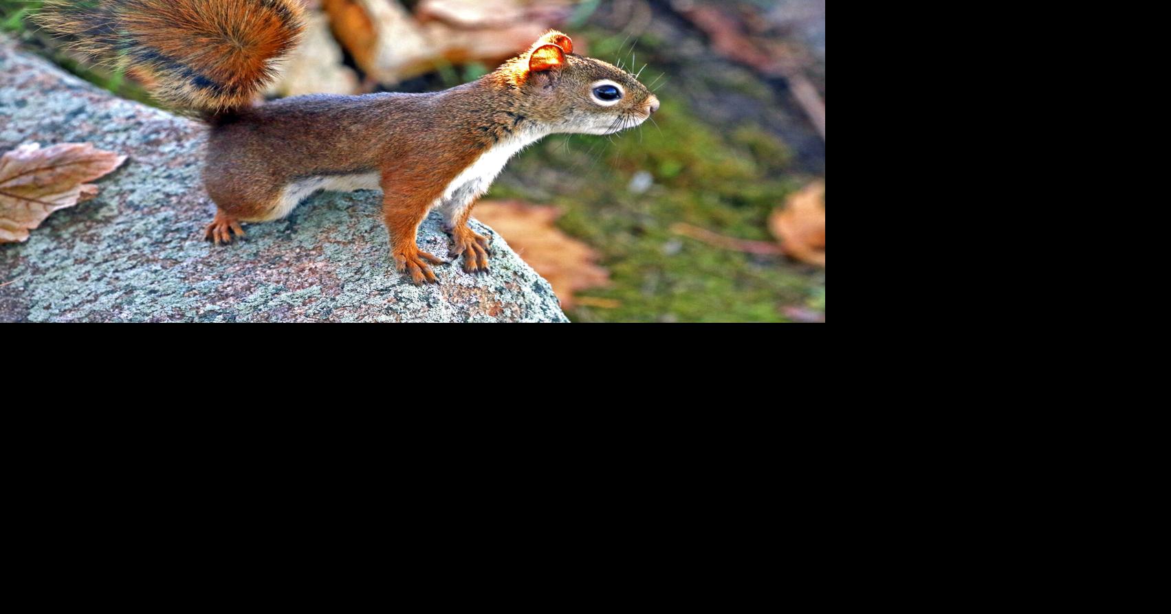 PHOTOS: Red squirrel on alert | Daily-news-alerts | thewesterlysun.com