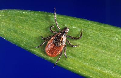 Lyme disease cases appear to be abating after hot summer in Northeast