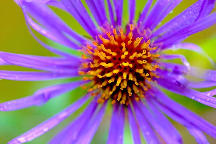 PHOTOS Autumn ablaze at Hewitt Farm in North Stonington North