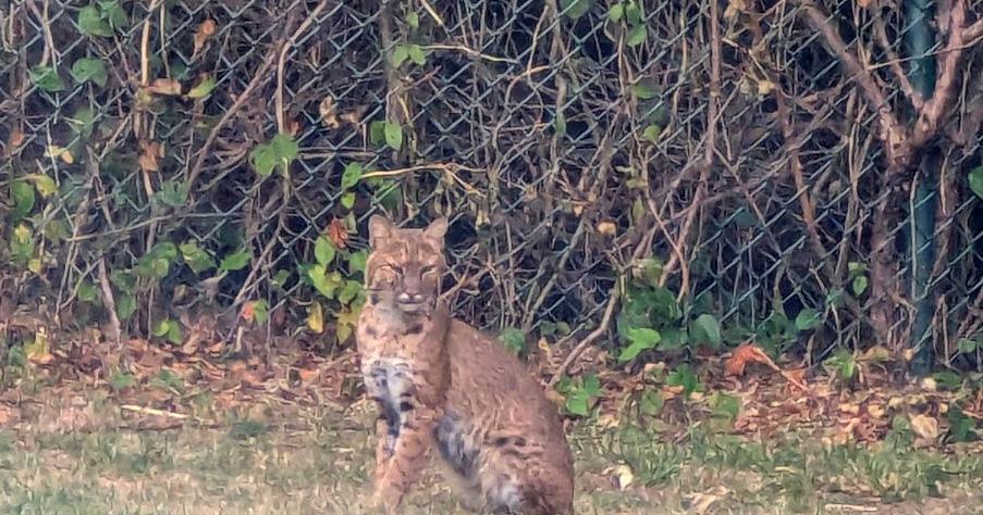 Seen any bobcats lately? A new study team wants to know about it | Daily-news-alerts